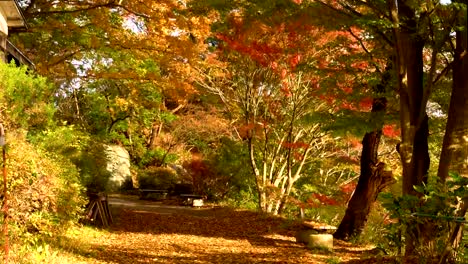 Park-of-maple-trees.-Autumn-landscape-windy-day.