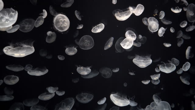 Beautiful-Moon-Jellyfish-Footage-with-glowing-medusa-moving-around