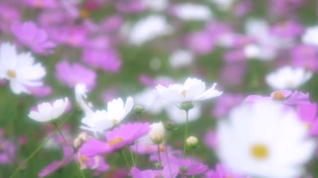 Kosmos-Blume-schütteln-mit-Wind-in-Hokkaido
