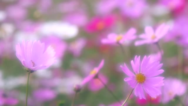 Kosmos-Blume-schütteln-mit-Wind-in-Hokkaido