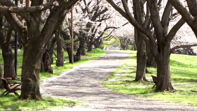 Walkway-under-the-sakura-tree-which-is-the-romantic-atmosphere-scene-in-Tokyo-Japan