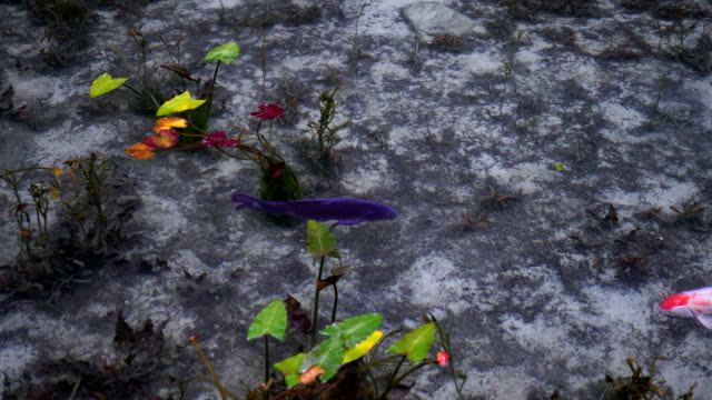 Karpfen-von-einem-schönen-Teich