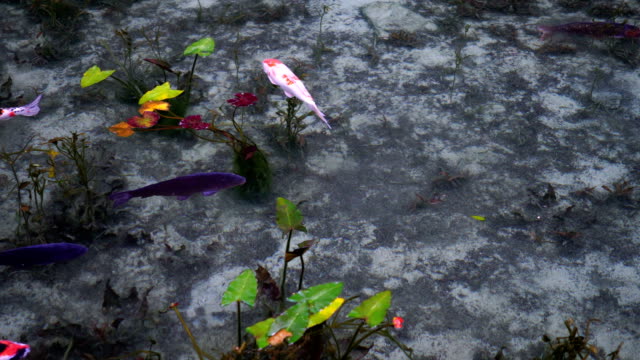 Karpfen-von-einem-schönen-Teich