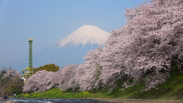 潤井川の桜と富士山