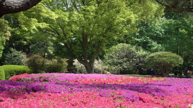 zoom-floración-de-azaleas-y-un-árbol-de-arce-en-el-Palacio-imperial,-Tokio