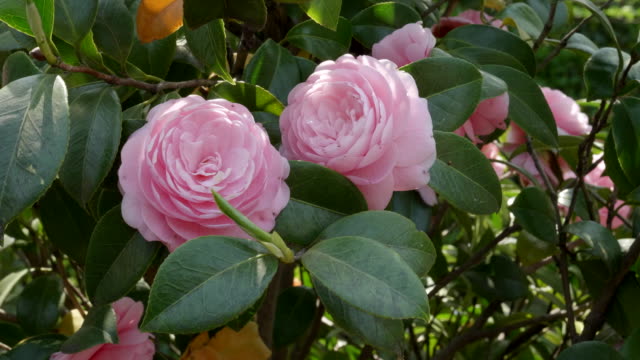 zwei-Rosa-Camelia-Blumen-in-Tokio