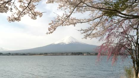 zoom-in-clip-of-mt-fuji-and-lake-kawaguchi-with-flowering-sakura