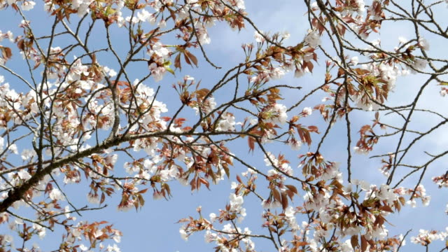 flores-de-cerezo-en-ramas-contra-un-cielo-azul-en-kyoto-en-Japón