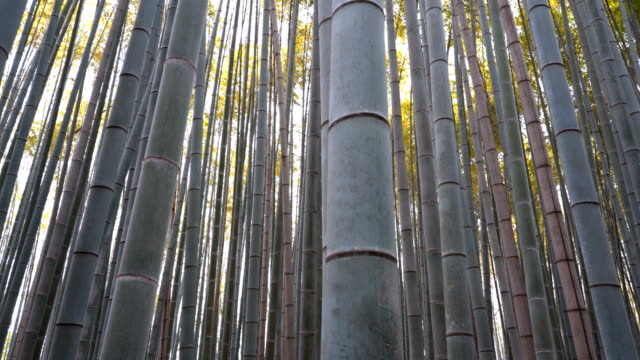 Schwenk-Clip-von-Bambus-in-Arashiyama-Bambuswald-in-kyoto