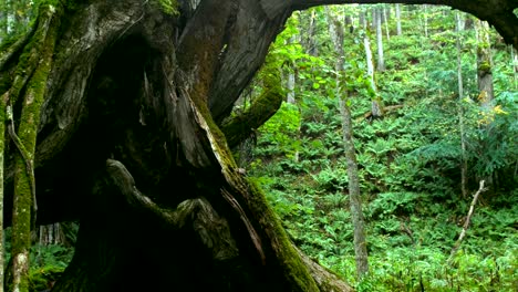 Big-forest-(Akan-National-Park)