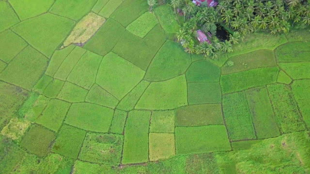 Tierras-agrícolas-de-arroz-campo-terraza