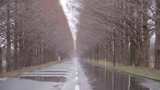 Metasequoia-Namiki-road-in-winter-takashima-Shiga,-Japan.
