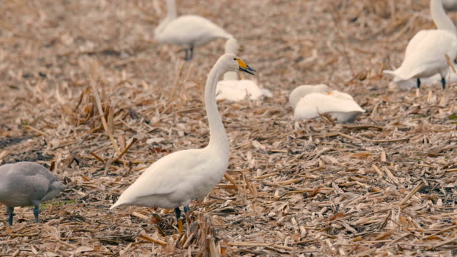 Cisnes-blancos,-en-Kushiro-Shitsugen,-Hokkaido,-Japón,-filmaron-en-4K