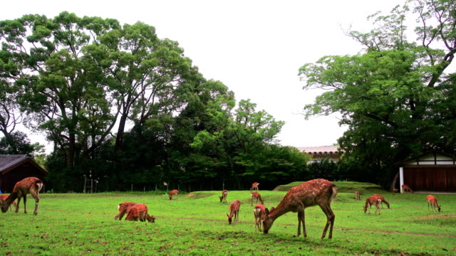 Ciervos-de-Nara-vagan-gratis-en-el-parque-de-Nara,-Japón-para-adv-u-otros-propósito-uso