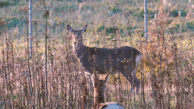 Ciervos-de-Sika-de-Hokkaido,-en-el-Parque-Nacional-de-Shiretoko,-Hokkaido,-Japón,-filmaron-en-4K