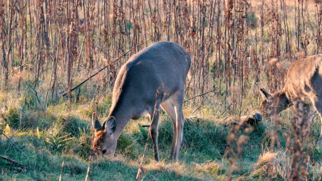 Ciervos-de-Sika-de-Hokkaido,-en-el-Parque-Nacional-de-Shiretoko,-Hokkaido,-Japón,-filmaron-en-4K