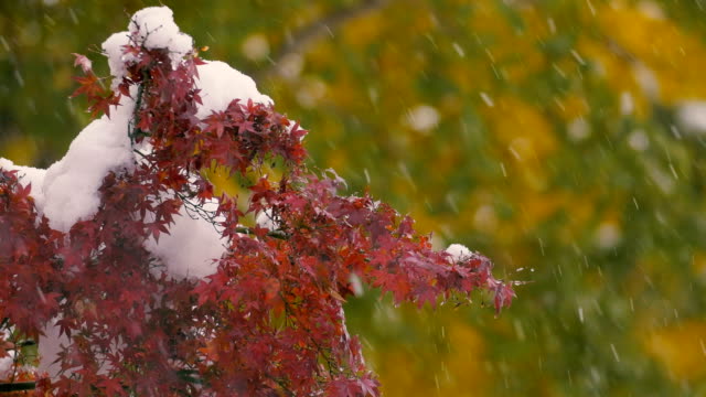 Hojas-de-otoño-y-las-nevadas,-en-Musashino,-Tokio,-Japón,-filmada-en-4K