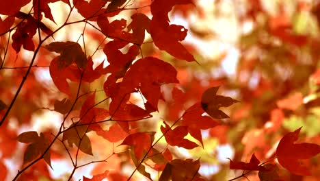 Hermosos-colores-naranjaos-otoñales-de-hojas-de-arce,-agitando-ligeramente-en-el-viento-de-otoño.