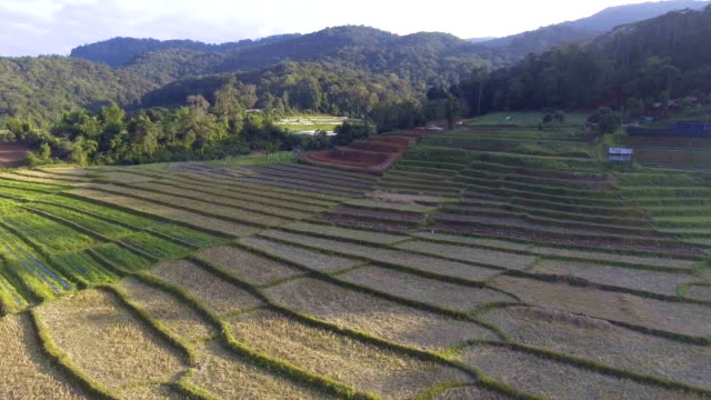 Video-aéreo:-terrazas-de-arroz-en-un-hermoso-día