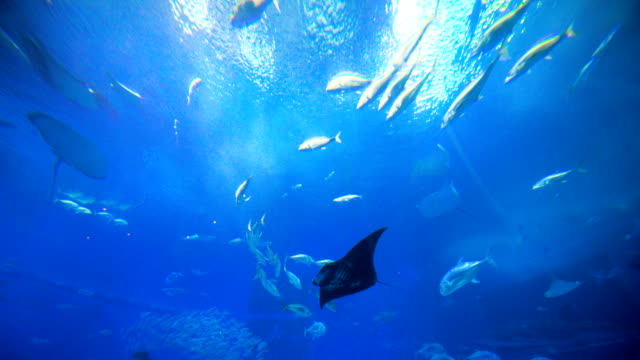 School-of-Fish,-Sting-Rays,-Whale-Sharks.