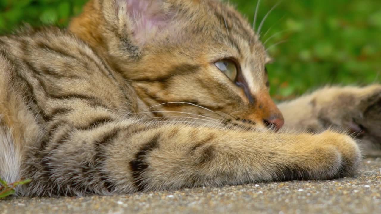 Cute, Adorable Brown Tabby Kitten In Grass Field Free Stock Video Footage  Download Clips