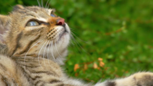 Lindo,-adorable-gatito-tabby-marrón-en-campo-de-hierba