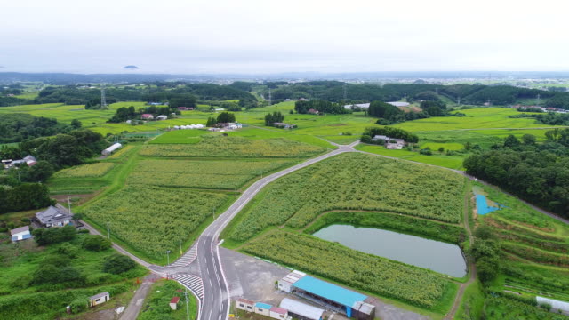 Girasol-colina-de-Miyagi-Prefectura-Prefectura-Miyagi-de-Japón-en-el-verano-de-2017-Drone-fotografía-aérea
