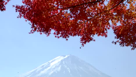 red-maple-leave-with-mt-fuji-in-autumn-season