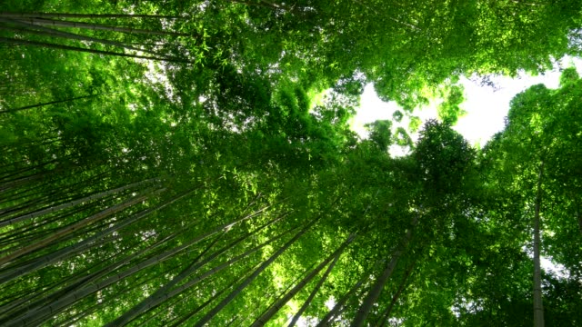 Looking-up-to-Bamboo-Groves-at-Arashiyama,-Kyoto-Japan