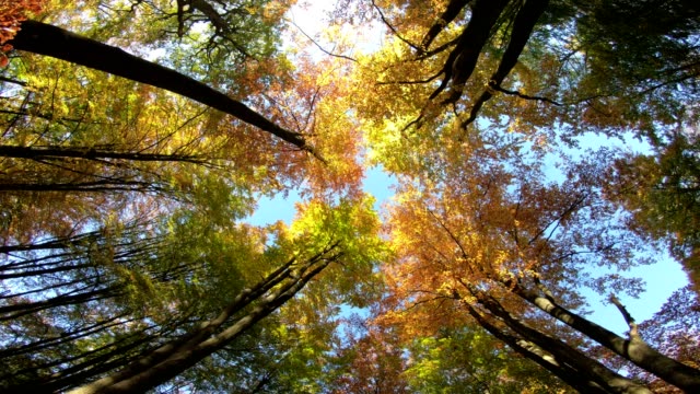 Beech-forest,-beech-woods,-fagus,-Buchenwald,-laubwald,-deciduous-forest,-wood,-beech-leaves,-autumn,--Spessart,-bavaria,-4K