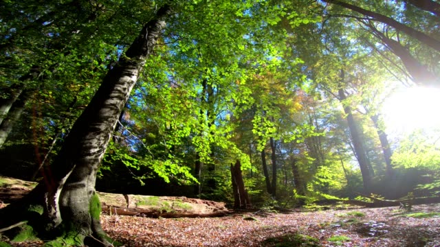 Bosque-de-la-haya,-fagus-maderas,-de-haya,-Buchenwald,-laubwald,-haya-madera,-selva-baja-caducifolia,-hojas,-otoño,-Spessart,-Baviera,-4K