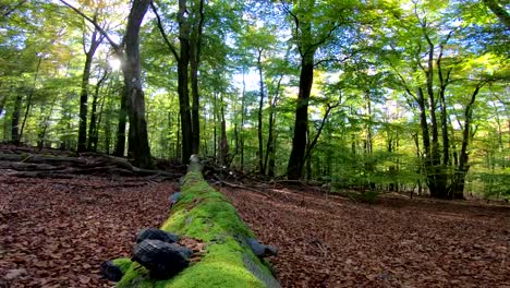 Madera-muerta,-bosques-de-robles,-árboles-de-roble,-quercus,-fagus,-haya,-bosque-de-la-haya,-laubwald,-bosque-caducifolio,-madera,-otoño,-Spessart,-Baviera,-4K