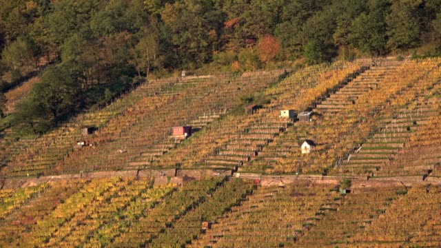 Mountain-viticulture,-weinterrassen,-wine-terraces,-Steilagen,-vineyard-on-the-river-Main,-autumn,-Klingenberg,-Mainfranken,-Spessart,-Bayern,-4K