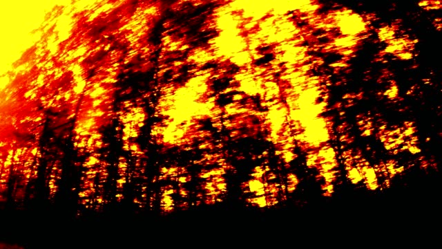Beech-forest,-videoeffect,-art,-Fahraufnahme,-beech-woods,-fagus,-Buchenwald,-laubwald,-deciduous-forest,-wood,-beech-leaves,-autumn,--Spessart,-bavaria,-4K