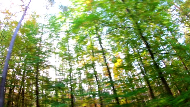 Bosque-de-la-haya,-videoeffect,-arte,-Fahraufnahme,-maderas-de-haya,-fagus,-Buchenwald,-laubwald,-haya-madera,-selva-baja-caducifolia,-hojas,-otoño,-Spessart,-Baviera,-4K