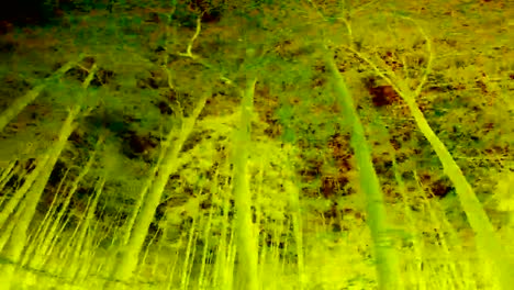 Bosque-de-la-haya,-videoeffect,-arte,-Fahraufnahme,-maderas-de-haya,-fagus,-Buchenwald,-laubwald,-haya-madera,-selva-baja-caducifolia,-hojas,-otoño,-Spessart,-Baviera,-4K