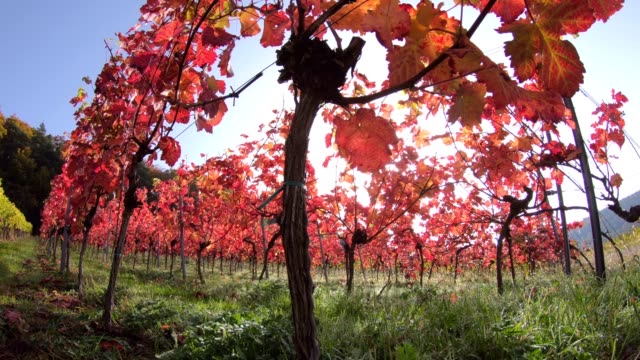 Vineyard-with-colourful-autumn-leaves,-autumn,-Elsenfeld-Rück,-Mainfranken,-Spessart,-Bayern,-4K