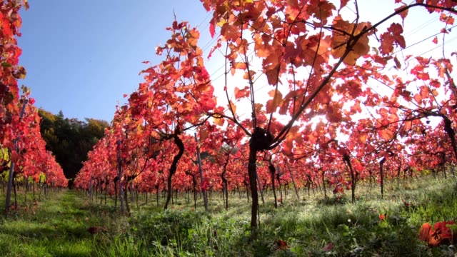 Viñedo-con-coloridas-hojas-de-otoño,-otoño,-Elsenfeld-Rück-Mainfranken,-Spessart,-Bayern,-4K