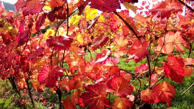 Viñedo-con-coloridas-hojas-de-otoño,-steadycam,-otoño,-Elsenfeld-Rück-Mainfranken,-Spessart,-Bayern,-4K
