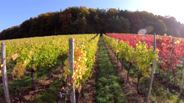 Vineyard-with-colourful-autumn-leaves,-steadycam,-autumn,-Elsenfeld-Rück,-Mainfranken,-Spessart,-Bayern,-4K