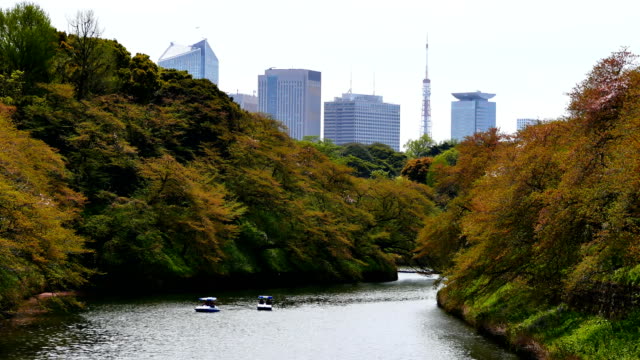 Viaje-videos-personas-sentadas-en-un-bote-de-remos-y-los-cerezos-en-flor-en-plena-floración-en-Chidorigafuchi-en-primavera,-Tokio-Japón.