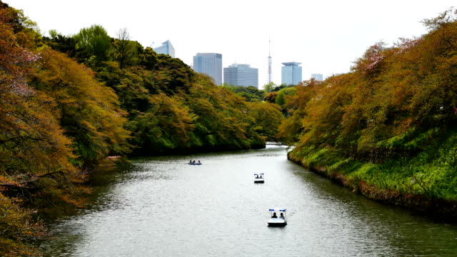 Reisen-Sie-video-Menschen-sitzen-in-ein-Ruderboot-und-die-Kirschblüte-in-voller-Blüte-am-Chidorigafuchi-im-Frühling,-Tokyo-Japan.