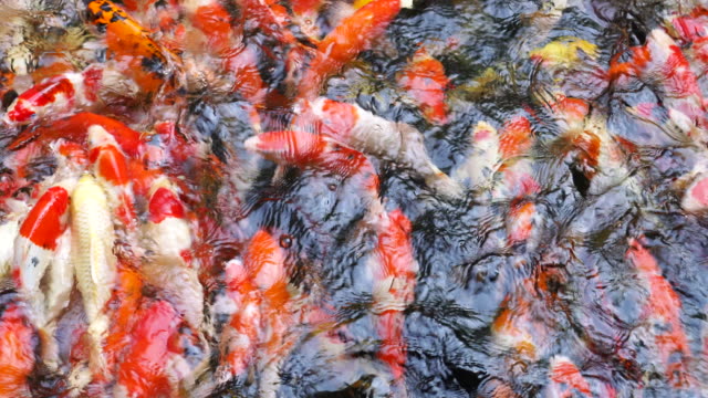 Colorful-fancy-Koi-fish-in-the-pond