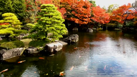 Schönen-japanischen-Garten-und-Koi-Fisch-in-Herbstsaison