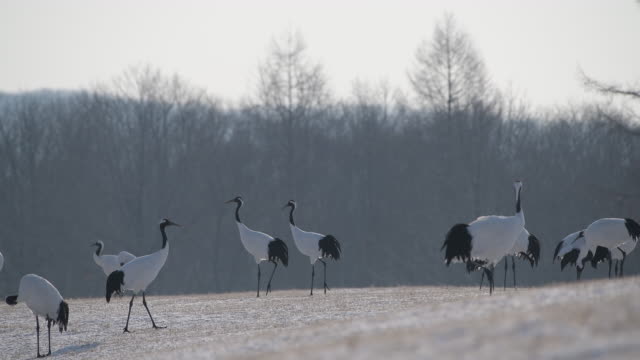 4k-video-of-red-crowned-crane