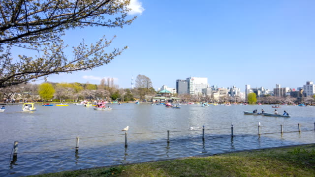 Ueno-Park-während-der-frühen-Kirschblüte