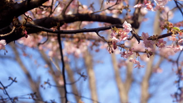 Kirschblüte-in-Tokio-