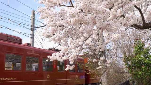 Cherry-Blossom-flower-and-Train-in-spring-season.