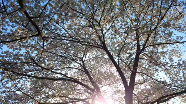 Caminando-bajo-los-cerezos-en-flor-en-plena-floración-con-luz-de-sol-de-la-mañana-durante-las-fiestas-tradicionales,-la-Prefectura-de-Sendai,-Japón