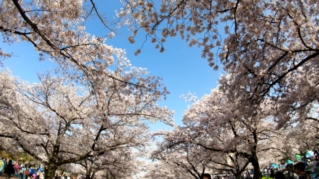Sakura-flor-de-cerezo